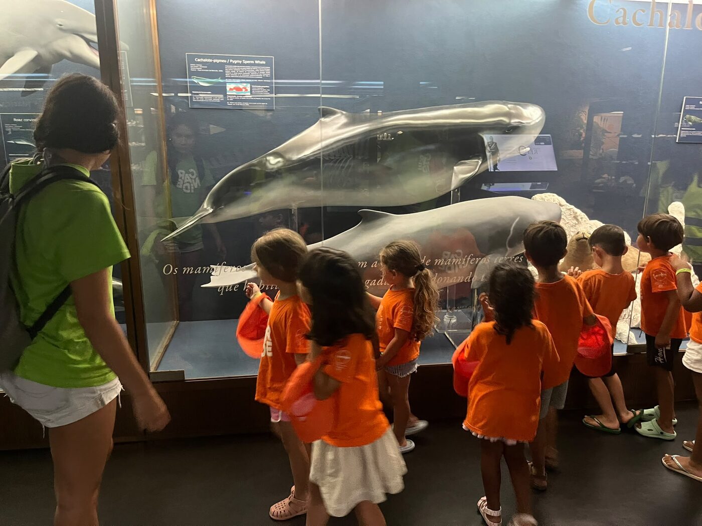 Grupo a observar um grande modelo de cetáceo numa vitrina de museu