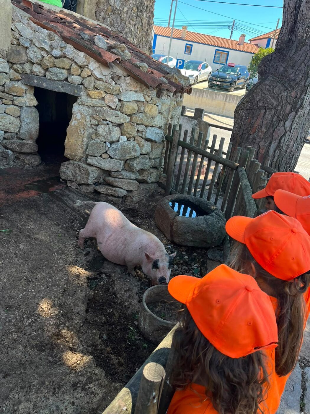 Crianças a observar um porco no curral de uma quinta
